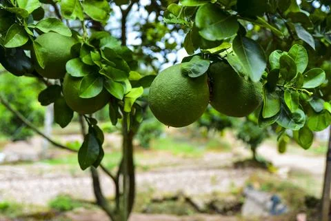 A tree with green fruit hanging from it Stock Photos
