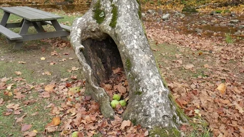 Tree with green fruit in its stump Stock-Footage 141765427
