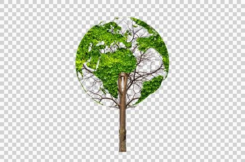 Tree in the green globe Isolate on transparent background PNG file Stock Photos