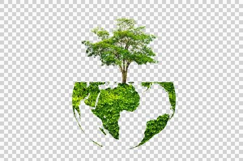 Tree in the green globe Isolate on transparent background PNG file Stock Photos