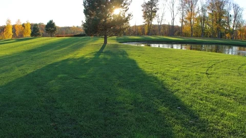 Tree at the green grass field. Calming Landscape footage. Stock Footage 144760010