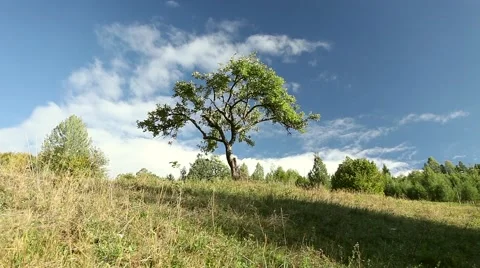 Tree on the green grass hill with cloud and Manor house Stock Footage 46014840