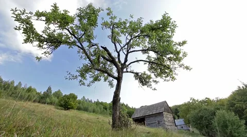 Tree on the green grass hill with cloud and Manor house Video stock 46014876