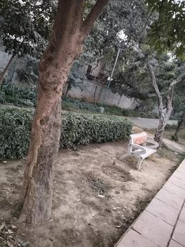 Tree Green Grass Mud Path Walking Park Garden Stock Photos