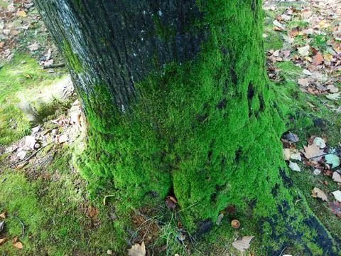 Tree with green grass - nature Stock Photos
