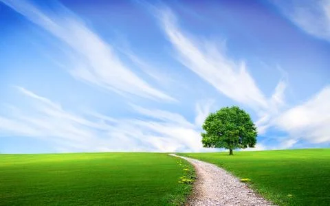 Tree in the green grass near the path Stock Illustration
