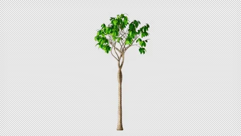 Tree Green Grows Alpha Channel Stock Footage 262725043