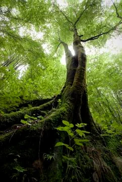 Tree in green jungle forest Stock Photos