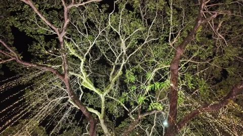 A tree with a green leaf and a brown leaf Stock Footage 314389131