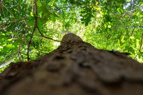 Tree with green leaf ant eye view Stock Photos