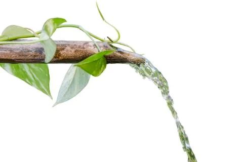 Tree with green leaf at beuatiful white background isolated. Stock Photos