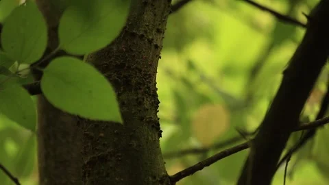 Tree green leaf Stock Footage 166552096