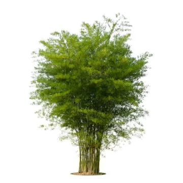 Tree green leaf isolate on white background Stock Photos