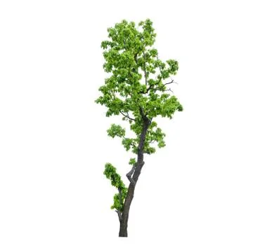 Tree green leaf isolate on white background Stock Photos