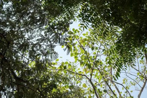 Tree green leaf with sky background Stock Photos
