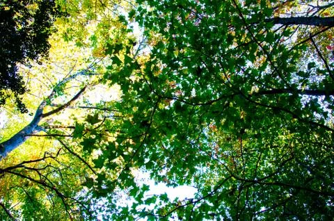 Tree with green leafs in the fall Stock Photos