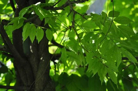 Tree with green leafs in the summer sun Stock Photos