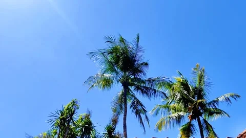 A tree with green leaves and a blue sky in the background Stock Footage 275043583