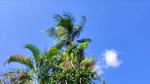 A tree with green leaves and a blue sky in the background Stock Footage 275043650