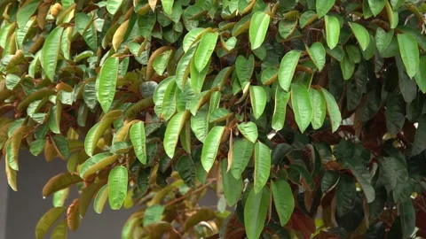 A tree with green leaves and brown spots Stock Footage 289328275