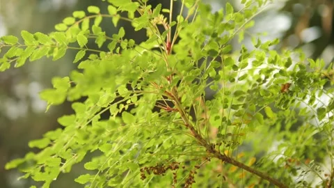 Tree with green leaves and a brown branch Stock Footage 301356744