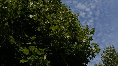 Tree With Green Leaves And Clouds Against Blue Sky Video stock 99150928