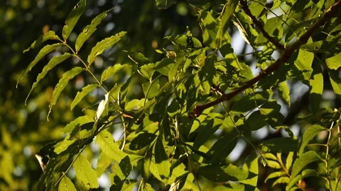 A tree with green leaves and a few brown spots Stock Footage 296100592