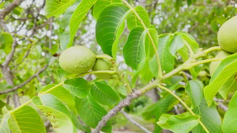 A tree with green leaves and a nut hanging from it Stock Footage 277410366
