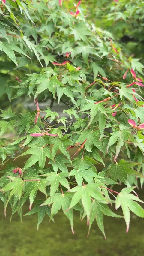 A tree with green leaves and red flowers. Acer palmatum. Stock Footage 277744630