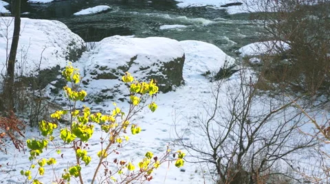 Tree with green leaves on a background of snow Video stock 44665537
