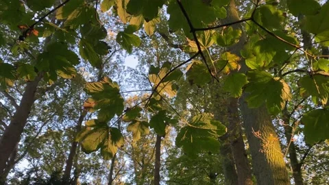 Tree Green Leaves Backside High Fall Autumn Stock Footage 164665015