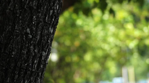 Tree with Green Leaves Bokeh Video stock 28672787