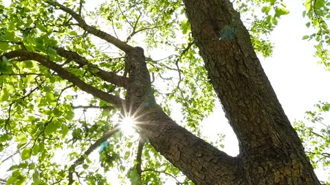 A tree with green leaves. Bright rays of the sun. Slow motion Stock Footage 126919398