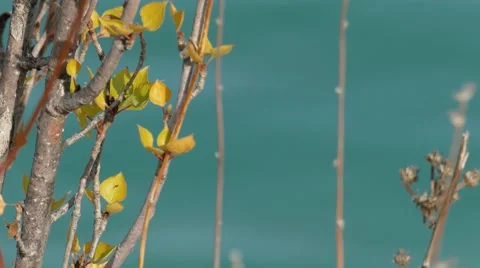 Tree with green leaves Stock Footage 68717108