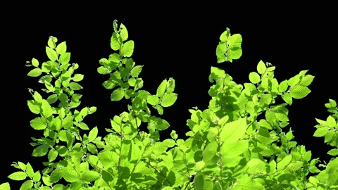 Tree with green leaves Stock Footage 92054246