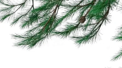 Tree with green leaves Stock Footage 128627126