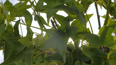 A tree with green leaves Stock Footage 156021211