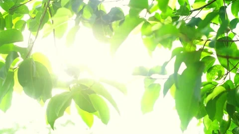 A tree with green leaves 库存影片 157866407