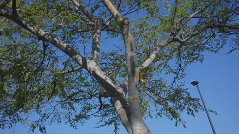 Tree with Green Leaves 動画素材 170621696