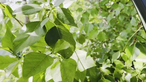 A tree with green leaves is in the foreground 库存影片 279983452