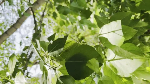 A tree with green leaves is in the foreground Stock Footage 279983454
