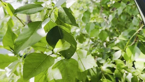 A tree with green leaves is in the foreground Stock Footage 280338028