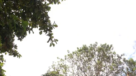 A tree with green leaves is in the foreground Stock Footage 289316210