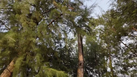 A tree with green leaves is in the foreground Stock Footage 325789086