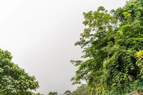 A tree with green leaves is in the foreground Stock Photos