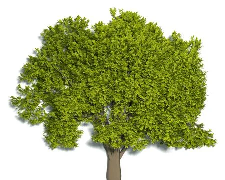 Tree with green leaves Stock Illustration
