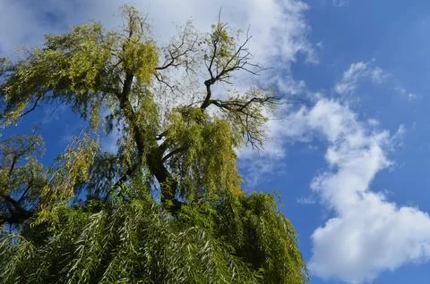 A tree with green leaves is in the middle of a blue sky. Foto stock