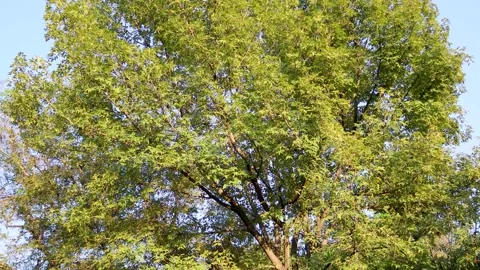 Tree with green leaves moving by the wind Vídeos de archivo 174022224