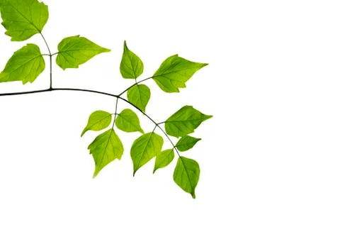 Tree green leaves Stock Photos