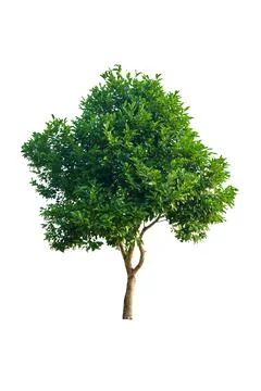 Tree green leaves Foto stock